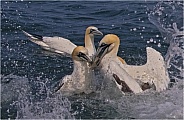 Greedy Gannets