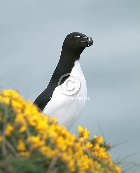 Razorbill Razorbill