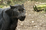 Black Leopard (Panther)