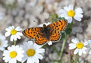 Lesser spotted Fritillary