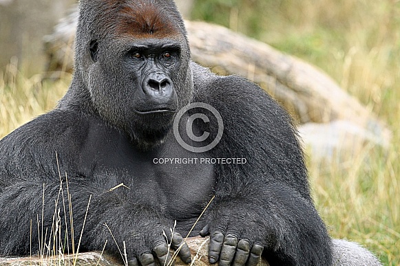 Western lowland Gorilla