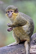 Gabon talapoin (Miopithecus ogouensis)