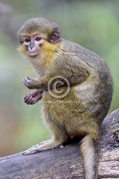 Gabon talapoin (Miopithecus ogouensis)
