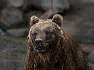 Brown Bear - Kamtschatka Bear
