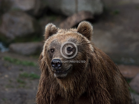 Brown Bear - Kamtschatka Bear Brown Bear - Kamtschatka Bear