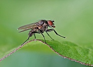 House Fly