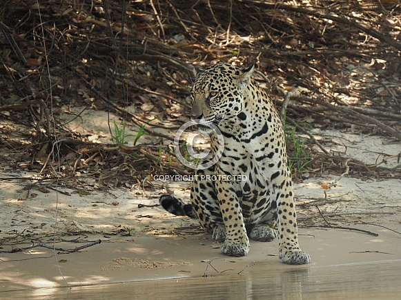 Jaguar
