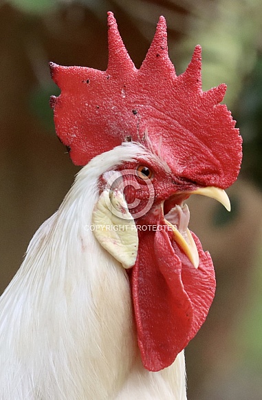 White Leghorn Rooster Crowing