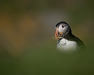 Puffin