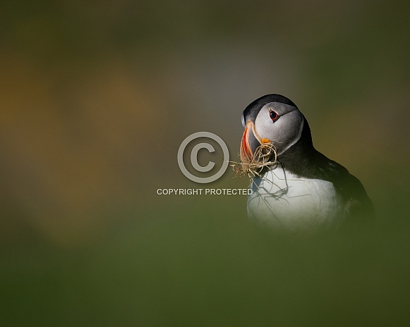 Puffin