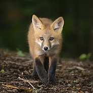 Red Fox