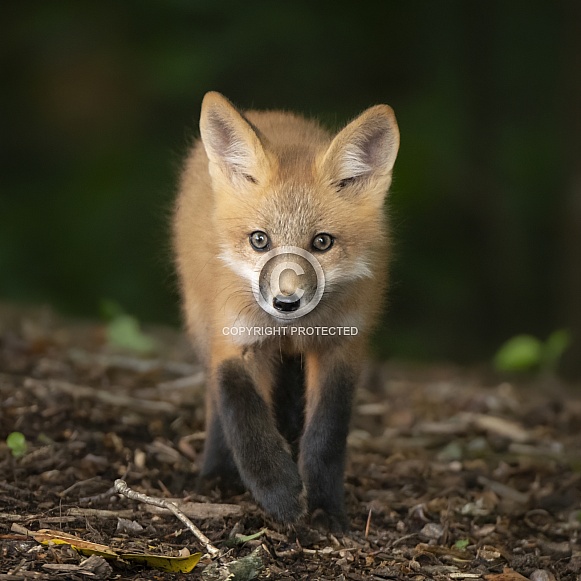 Red Fox