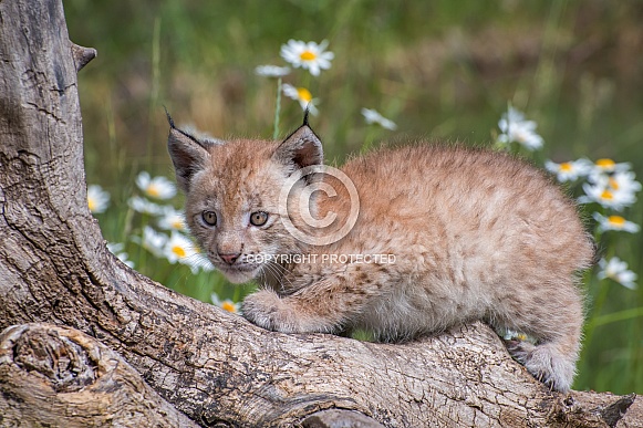 Siberian Lynx Kitten