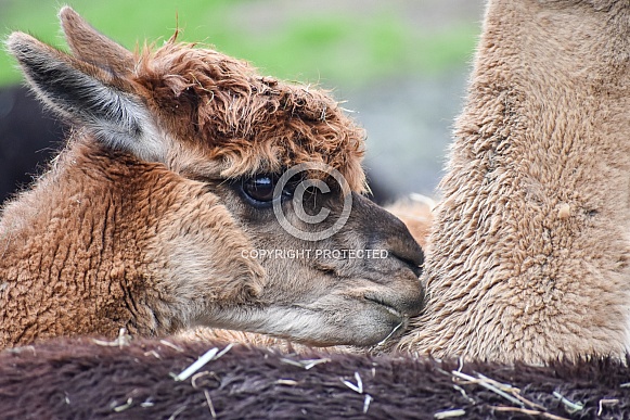Alpaca (Vicugna pacos)
