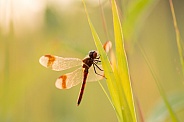 Banded Darter (Dragonfly)