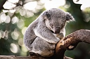 Sleeping Koala 2