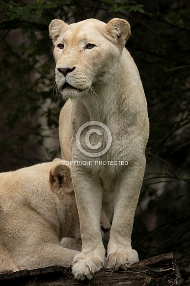 African White Lion African White Lion