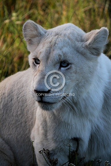 White Lion