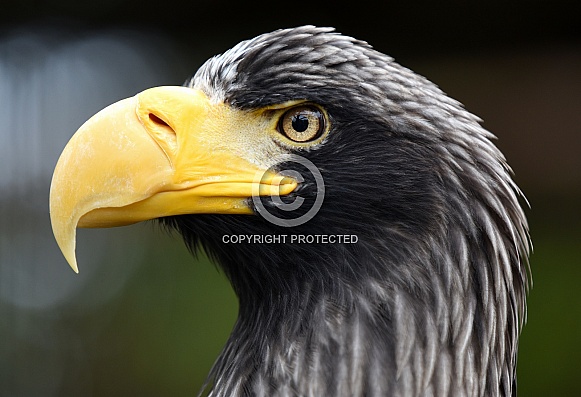 Steller Sea Eagle