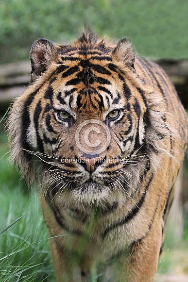 Sumatran Tiger Sumatran Tiger