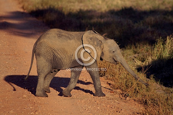 African Elephant Calf