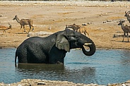 Wild Desert Elephant in Etosha watering hole