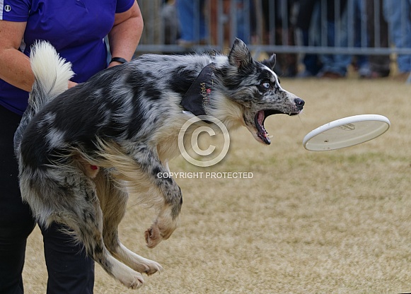 Border Collie or Australian Shepherd
