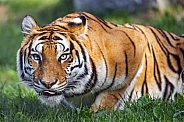 Tigress showing tongue