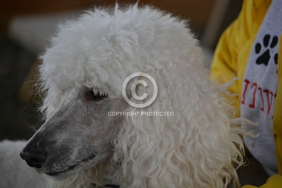 Standard Poodle