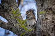 Eastern Grey Squirrel in tree