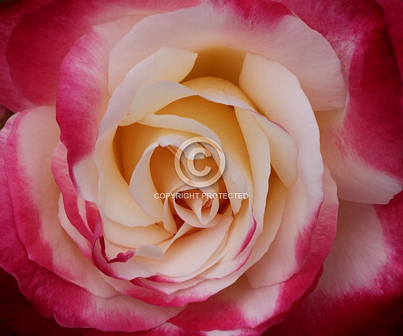 Double delight rose