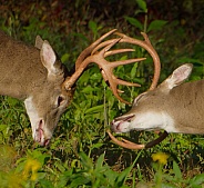 White tail deer