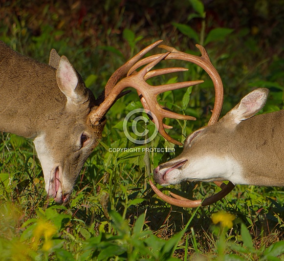 White tail deer