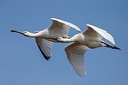 The Eurasian spoonbill