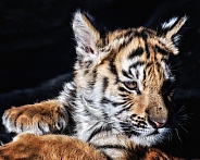Tiger Cub - 9 Weeks Old