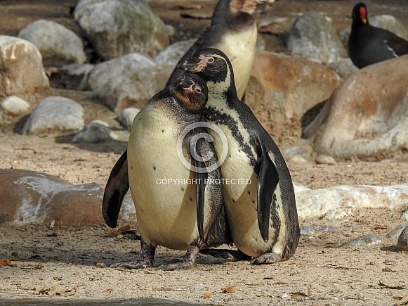 Humboldt Penguins