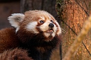 Red Panda Cub Close Up Looking Up