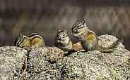 Little Chipmunk in Colorado