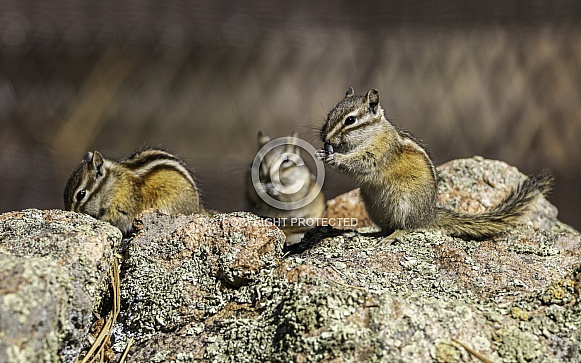Little Chipmunk in Colorado