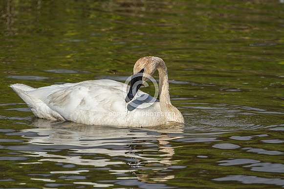 Trumpeter Swan in Alaska Trumpeter Swan in Alaska
