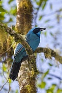 Turquoise Jay - Mindo Cloud Forest - Ecuador