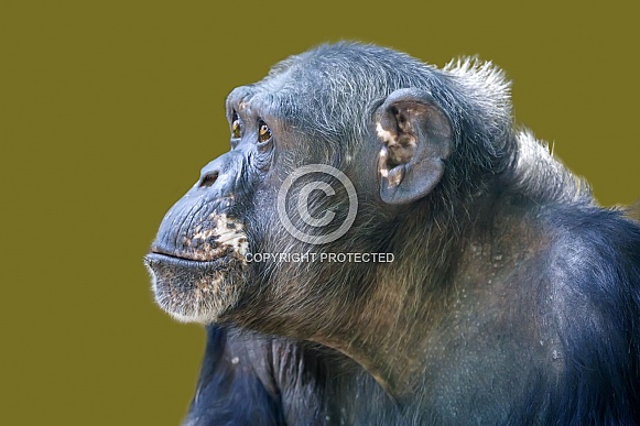 Chimpanzee (Pan troglodytes) Chimpanzee (Pan troglodytes)