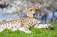 Cheetah on the grass