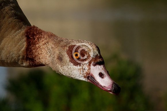 Egyptian Goose