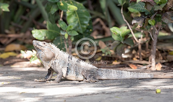 Wild Iguana