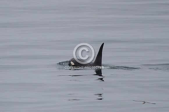 Orca (killer whale) in the North Atlantic (wild)