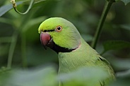 Ring necked Parakeet