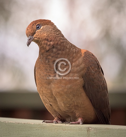 Brown Cuckoo-Dove Brown Cuckoo-Dove