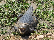 Wild large Caiman in the Pantanal, Brazil