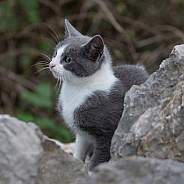 Sweet Grey and White Kitten